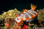 Hypselodoris iacula-Wakatobi Pasar wajo jetty-10m-20180602-Denis-ADER-DSC_3388_tn
